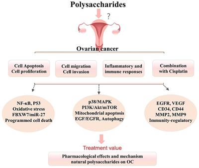 Therapeutic Prospects of Polysaccharides for Ovarian Cancer